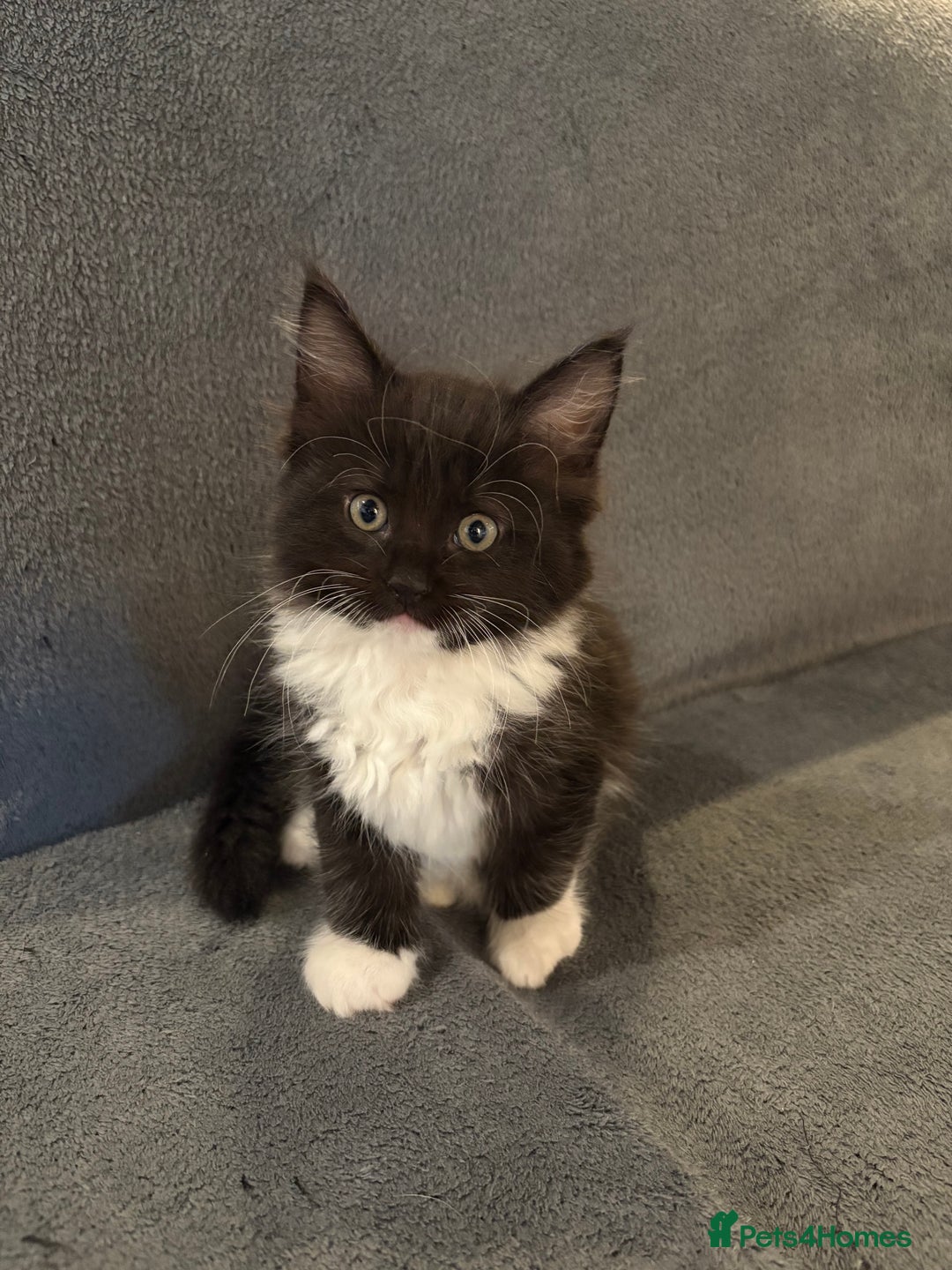 Ragcoon cats for sale: Stunning Maine Coon x Ragdoll kittens - Image 4