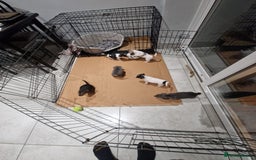 Jack Russell dogs for sale: Pure Jack russell puppies. Ultra-Rare colored.  - Advert 22