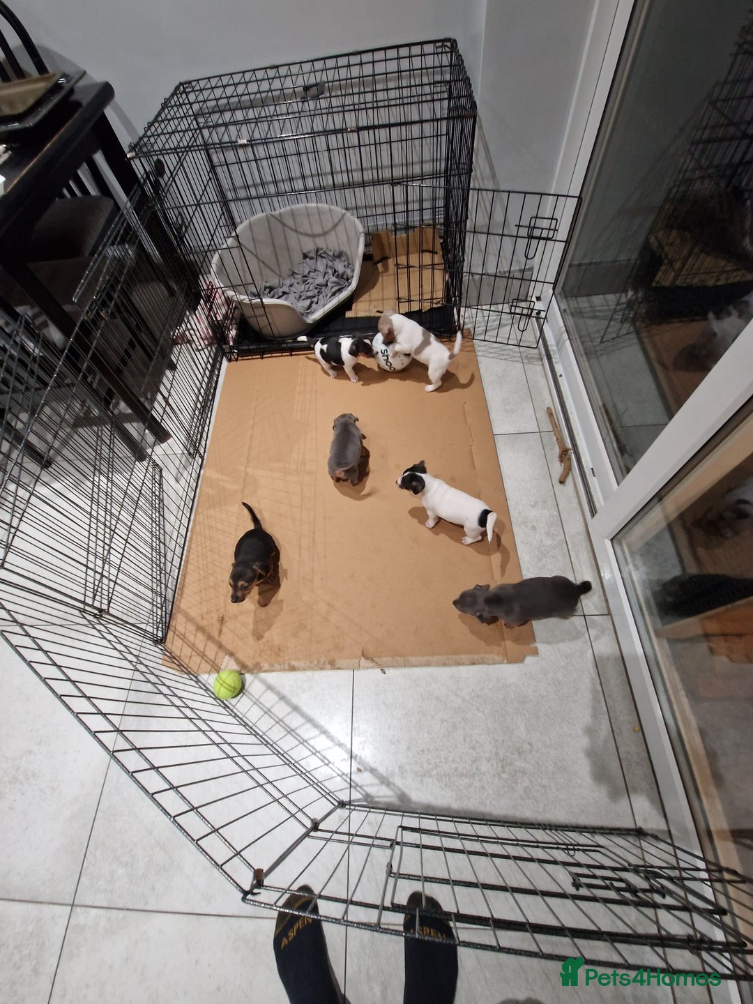 Jack Russell dogs for sale: Pure Jack russell puppies. Ultra-Rare colored.  - Advert 22