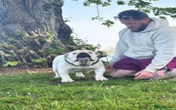 English Bulldog dogs for sale: Kc reg red and white & pied  - Image 7