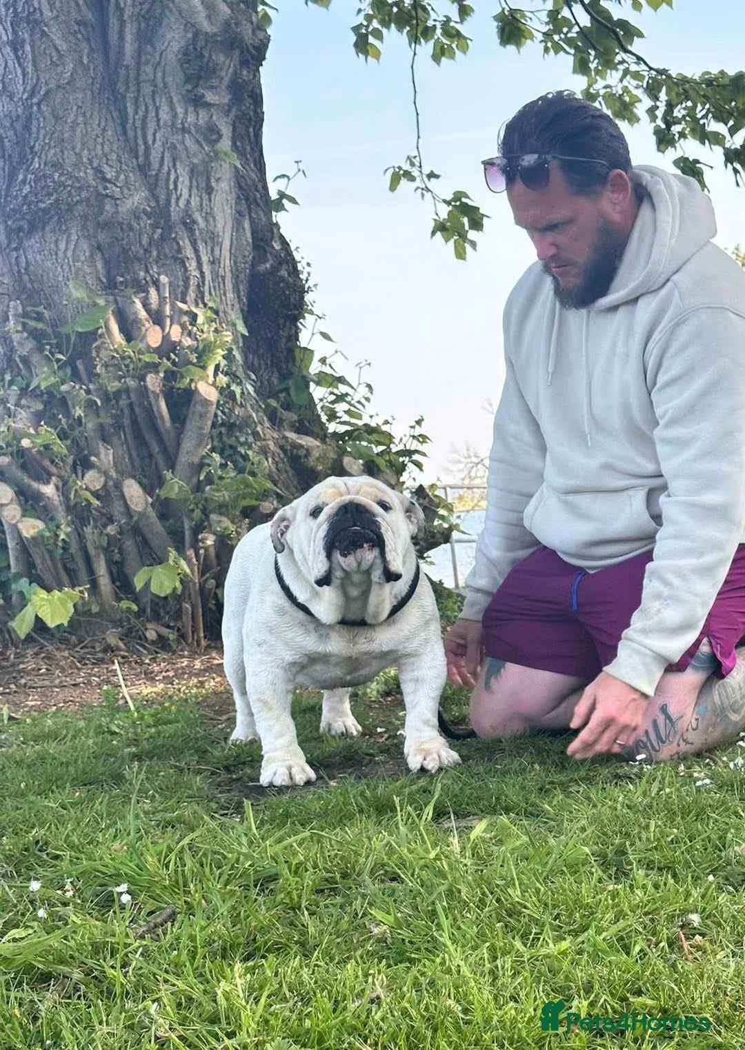 English Bulldog dogs for sale: Kc reg red and white & pied  - Image 7