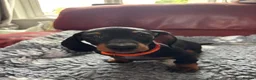 Miniature Dachshund dogs for sale: Black and tan miniature dachshund puppies   - Advert 19
