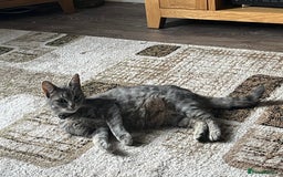 Mixed Breed cats for sale: 1 LH Blue boy 1 SH black & white boy 1 Tabby girl - Image 4