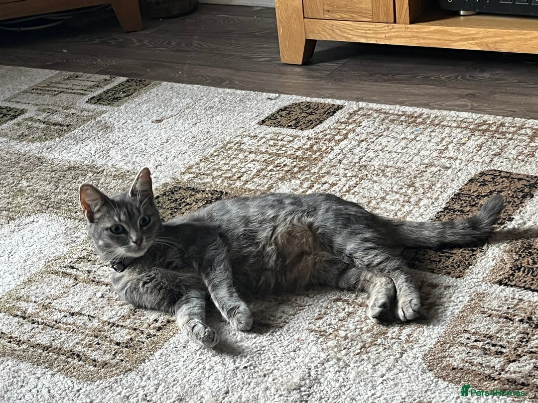 Mixed Breed cats for sale: 1 LH Blue boy 1 SH black & white boy 1 Tabby girl - Image 4
