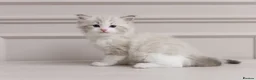 Ragdoll cats for sale: Best Ragdoll kittens - Advert 20