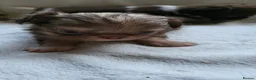 Chihuahua dogs for sale: Beautiful long haired chihuahua puppies - Advert 13