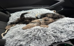Cockapoo dogs for sale: Merle Cockapoo pup - Image 1