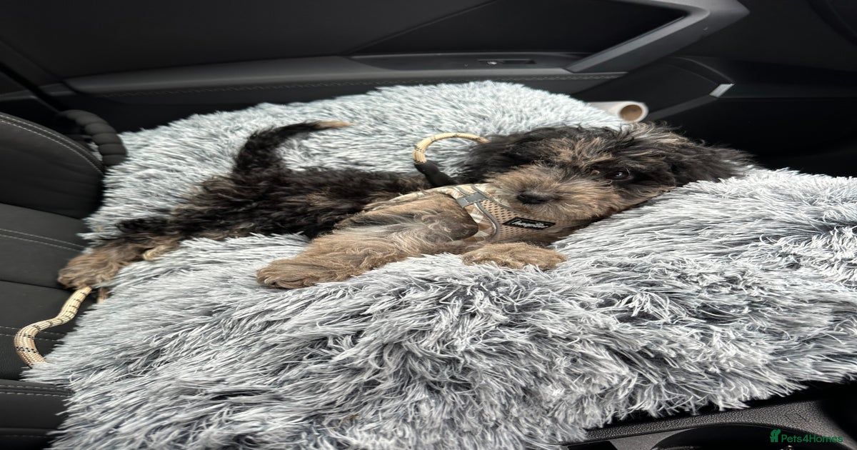 Merle Cockapoo pup for sale in Leyland | Pets4Homes