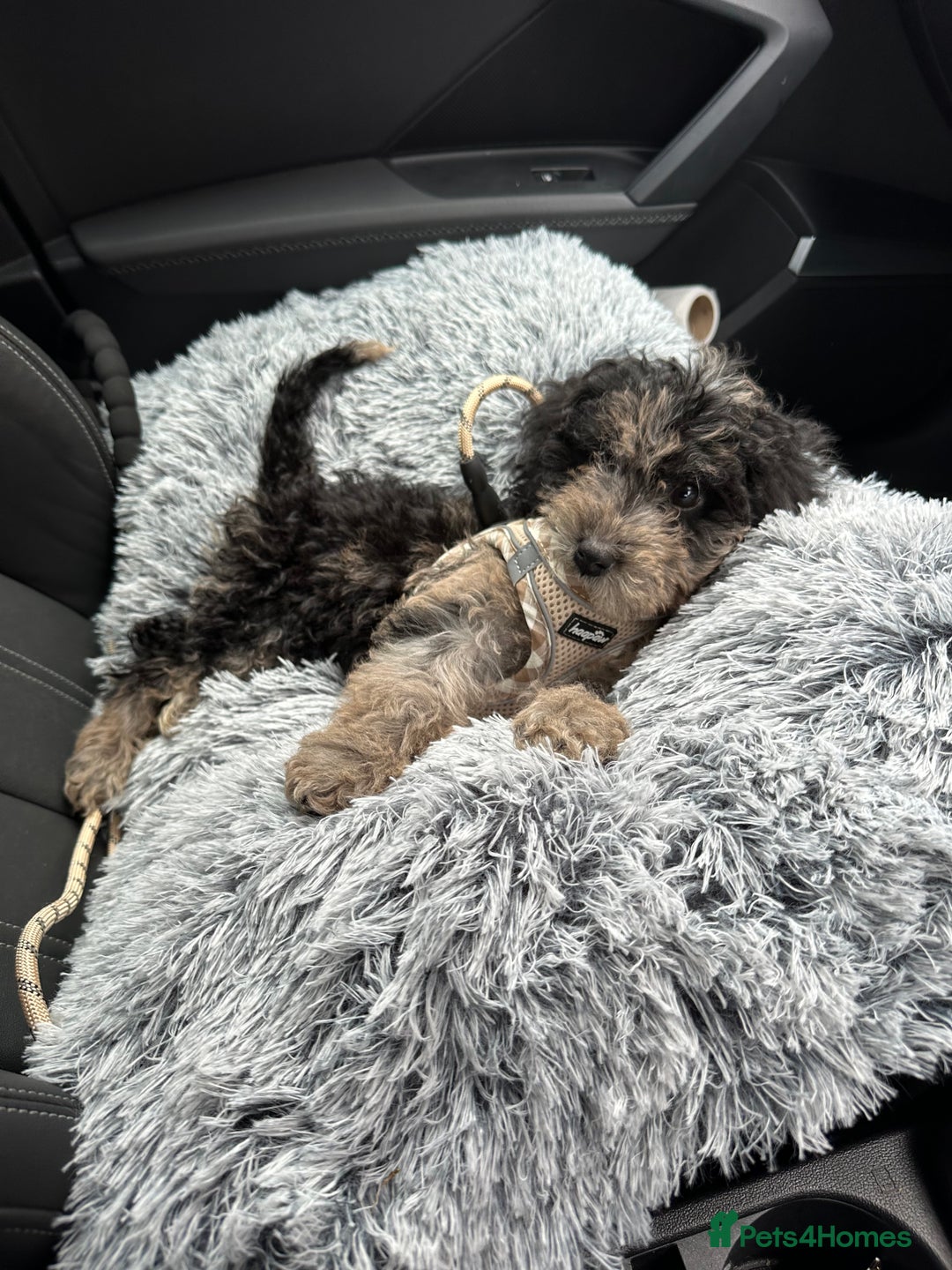 Cockapoo dogs for sale: Merle Cockapoo pup - Image 1