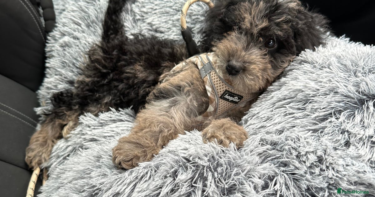 Merle Cockapoo pup for sale in Leyland | Pets4Homes