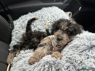 Cockapoo dogs - Advert 17