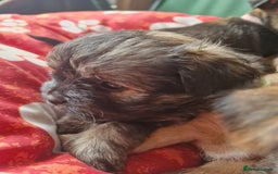 Mixed Breed dogs for sale: Puppies - Image 3