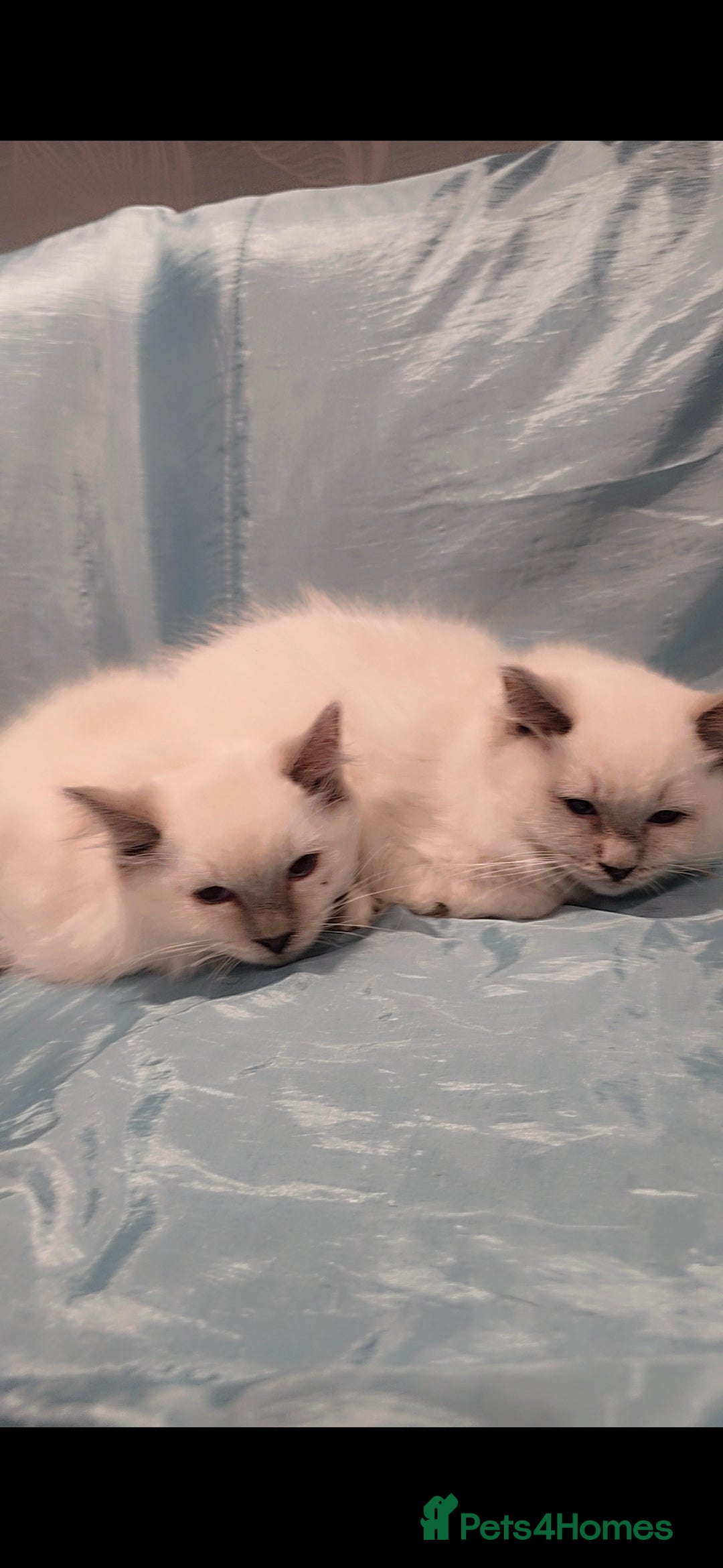 Ragdoll cats for sale: Older kittens  - Advert 6
