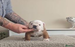 English Bulldog dogs for sale: Champion sired male puppy available  - Image 2