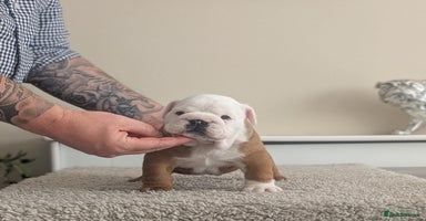 English Bulldog dogs - Advert 7
