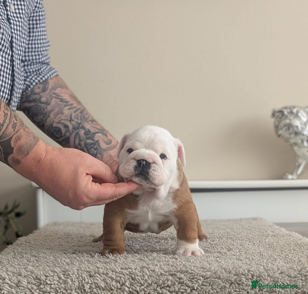 English Bulldog dogs for sale: Champion sired male puppy available  - Image 2