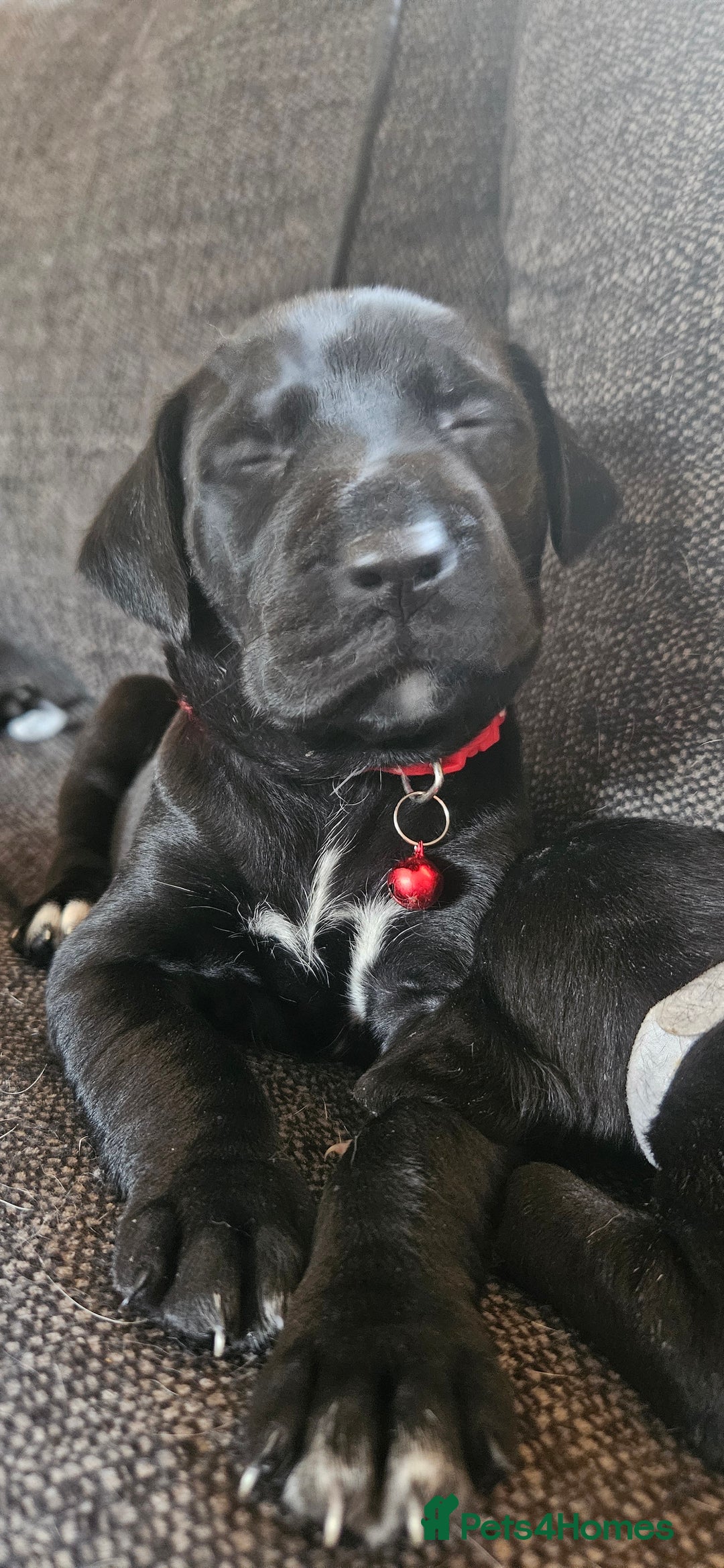 Mixed Breed dogs for sale: Dalmation x Labrador puppies  - Image 1
