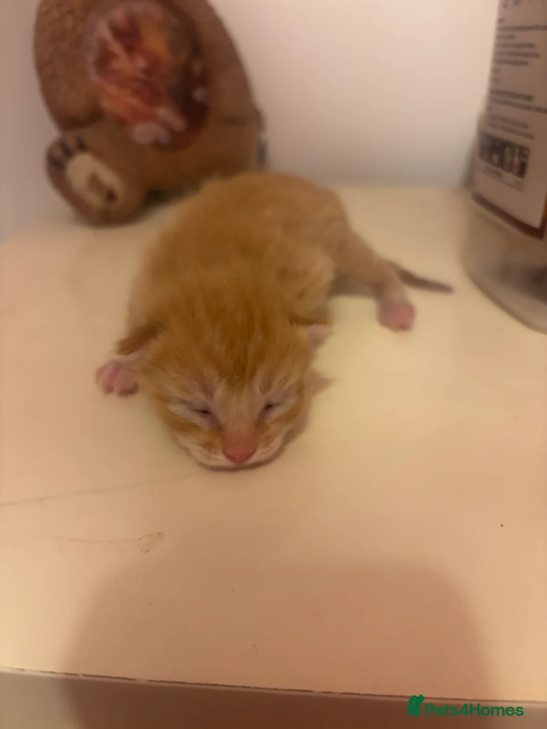 Mixed Breed cats for sale: Half ragdoll kittens for sale  - Advert 12
