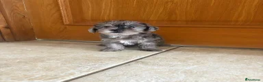 Jackapoo 3
