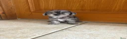 Jackapoo dogs for sale: Beautiful Toy Jackapoo Puppies - Advert 3