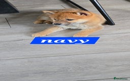Japanese Shiba Inu dogs for sale: Stunning Shibas  in Llanybydder - Image 10