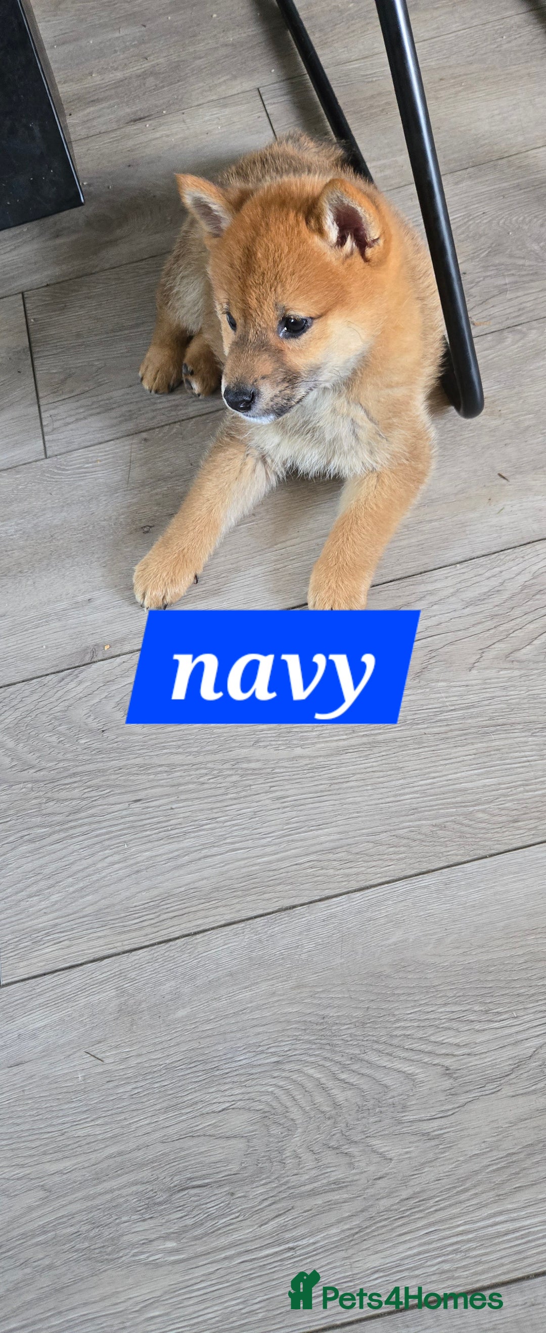 Japanese Shiba Inu dogs for sale: Stunning Shibas  in Llanybydder - Image 10