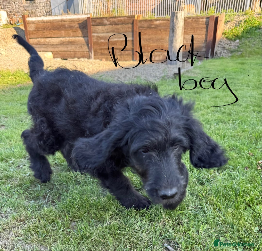 Goldendoodle dogs for sale:  F1b golden doodle puppies ready to go.  in Llandeilo - Image 9