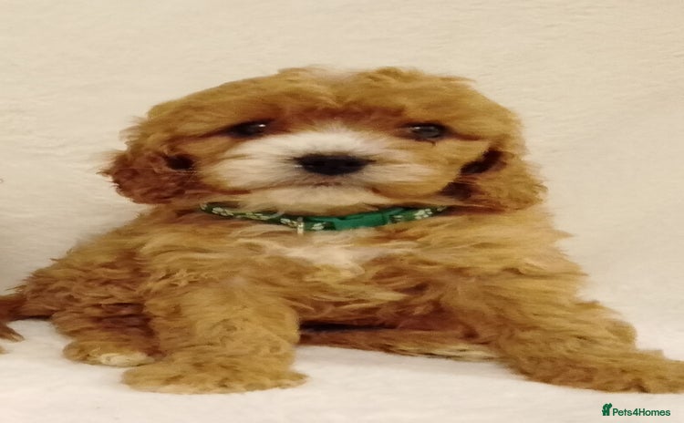 Cavapoo dogs - Advert 4