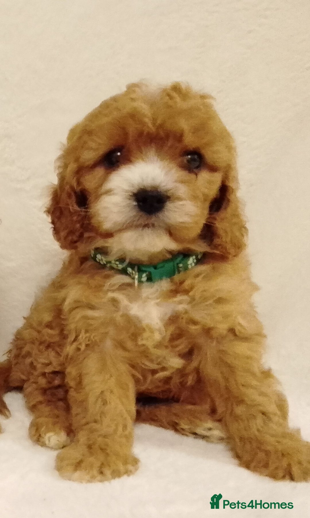 Cavapoo dogs for sale: Cavapoo puppies. - Image 1