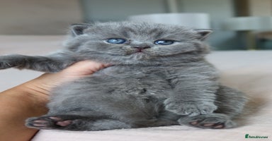British Shorthair cats - Advert 3