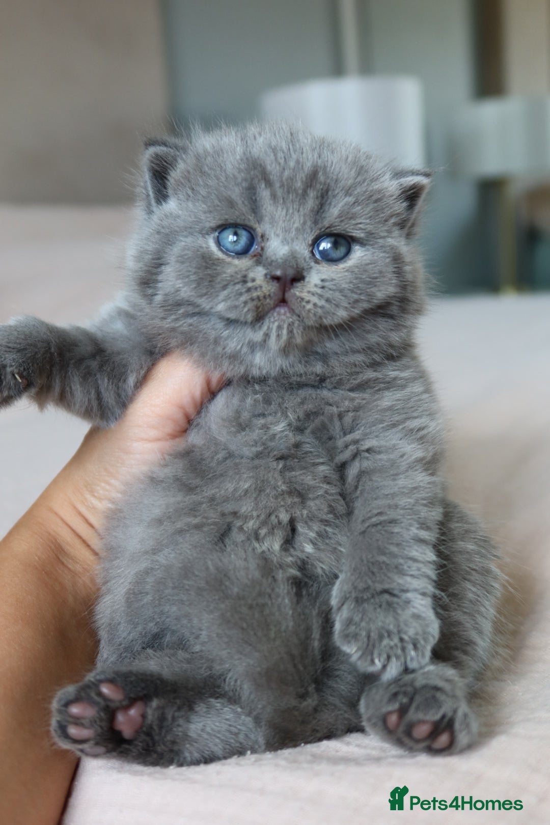 British Shorthair cats for sale: Stunning British shorthair available last girl  - Image 3