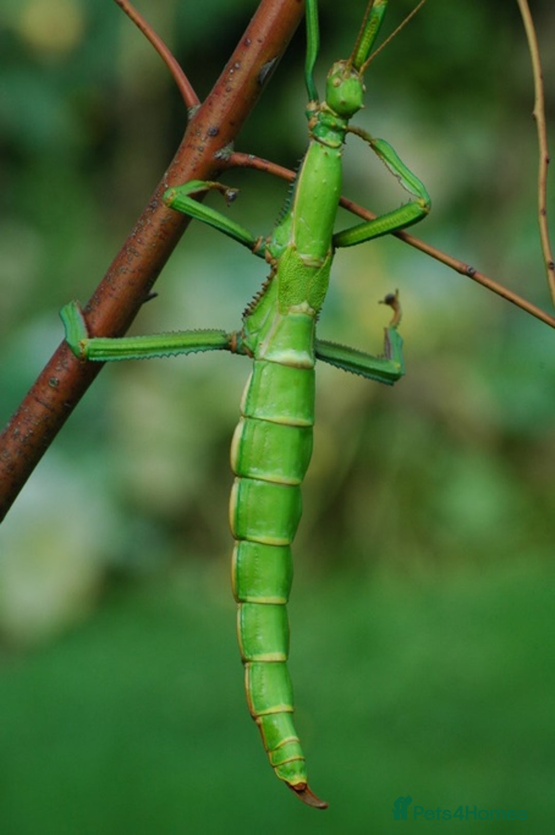 Stick Insects invertebrates for sale: Green Bean Stick Insects x 6 Diapherodes gigantea - Image 5
