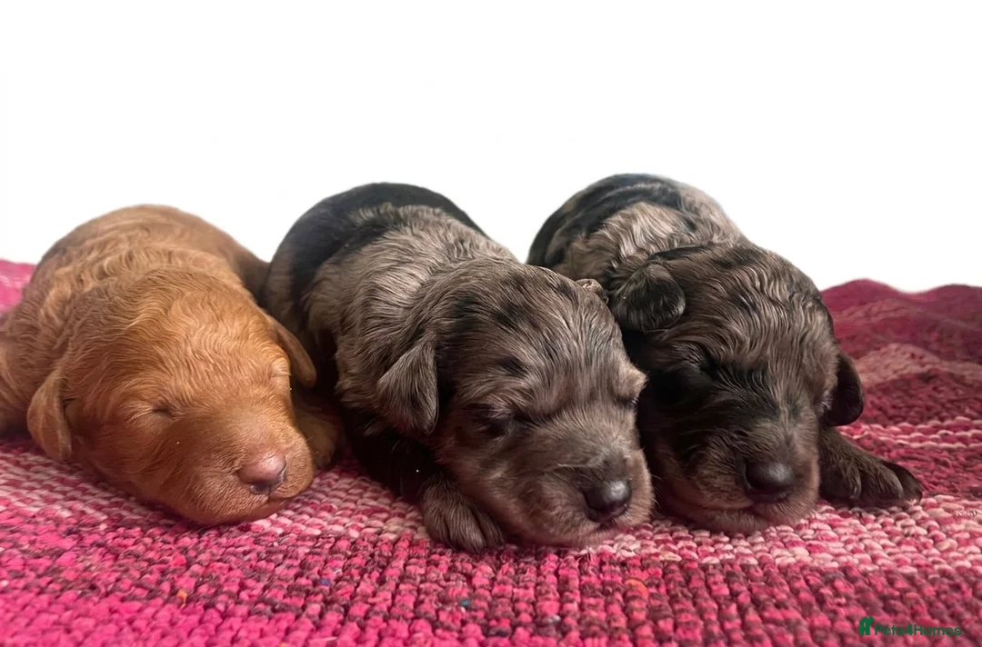 Cockapoo dogs for sale: F1b health tested cockapoo babies  - Advert 1