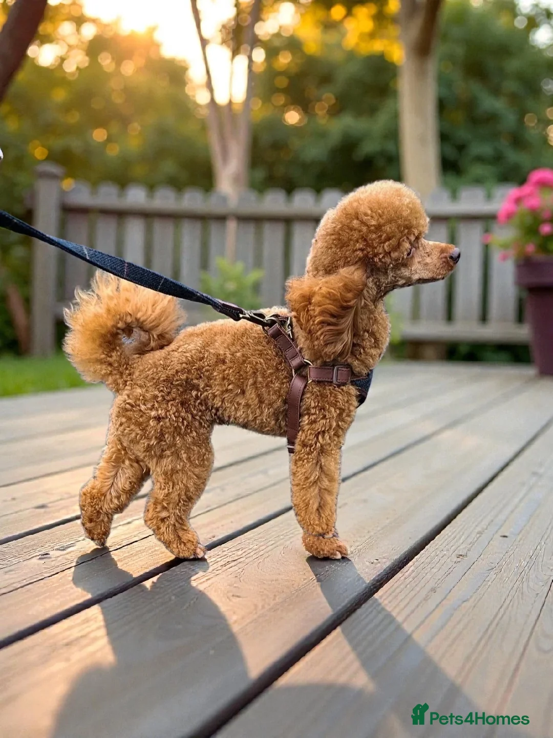 Maltipoo dogs for sale: F1B Maltipoo Puppies, Toy Size, Hypoallergenic, - Advert 2