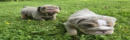 English Bulldog dogs for sale: Lilac Tri English Bulldog Puppies  - Advert 9