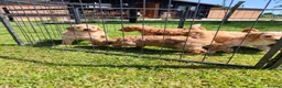 Labradoodle dogs for sale: 🐾 Beautiful Red Labradoodle Puppies – 5 Boys  🐾 - Advert 15