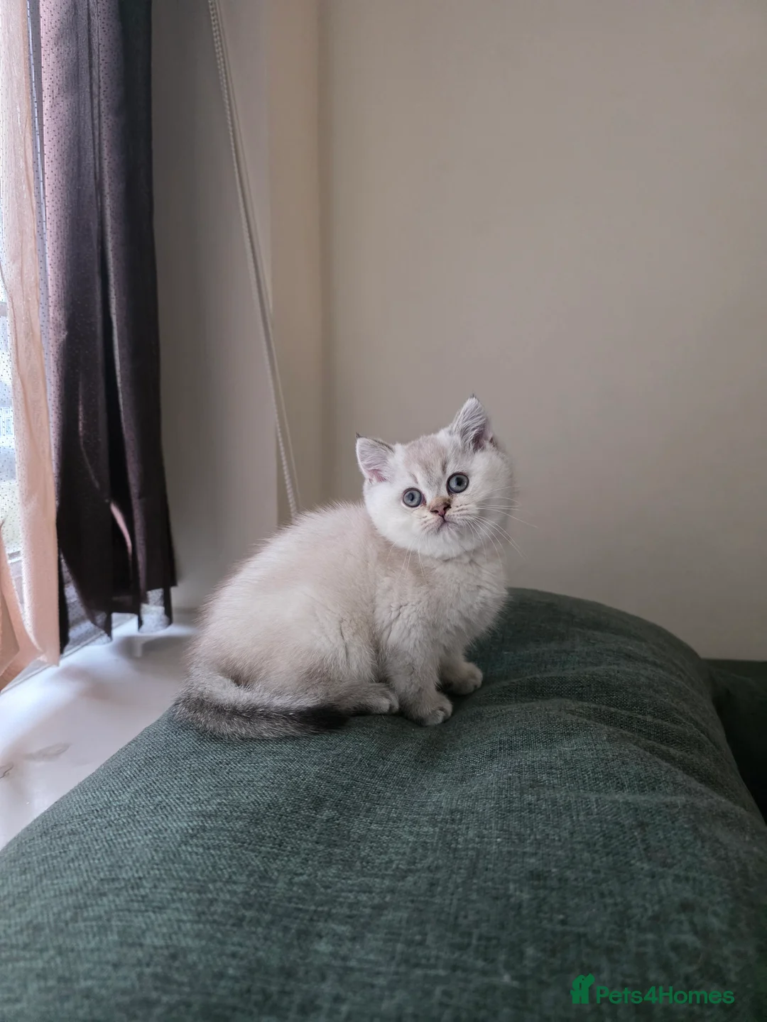 British Shorthair cats for sale: B.Shorthair Kittens Raised in a Loving Family Home - Advert 9