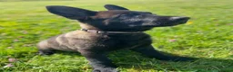 German Shepherd dogs for sale: Working-Line German Shepherd Puppies - Cornwall - Advert 19