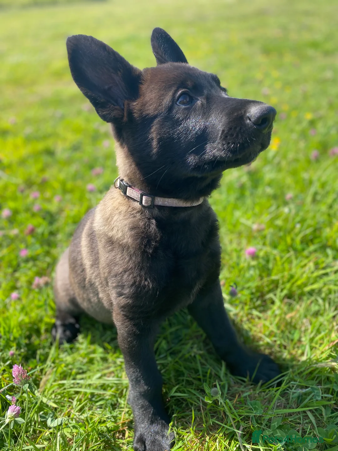 German Shepherd dogs for sale: Working-Line German Shepherd Puppies - Cornwall - Advert 19