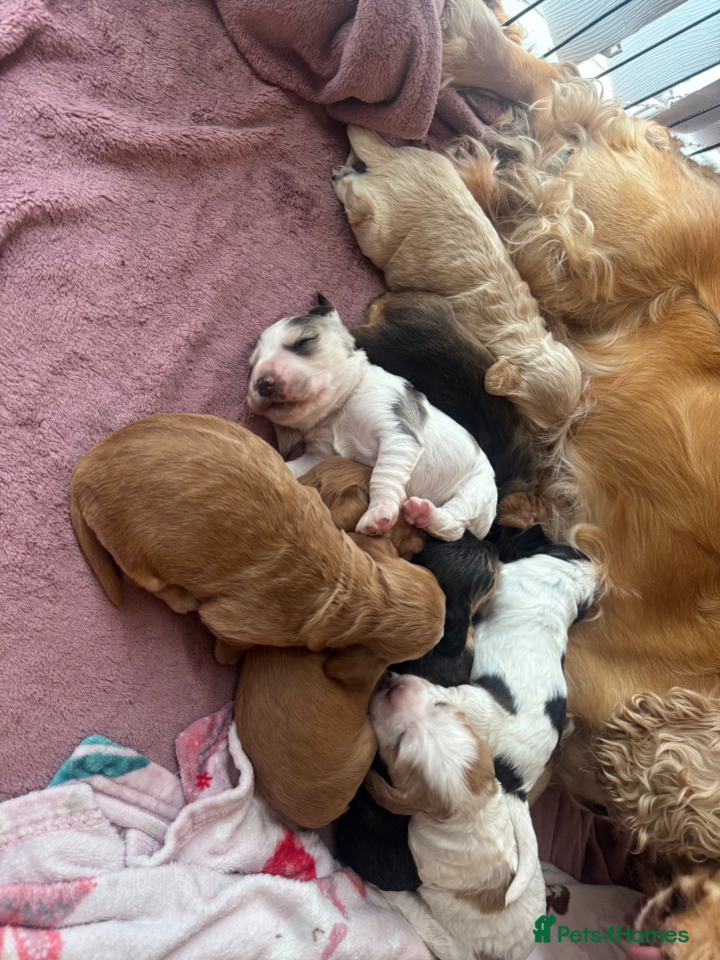 Cocker Spaniel dogs for sale: KC Registered beautiful cocker spaniel pups! - Advert 17