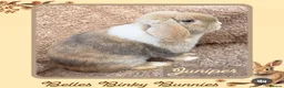 Mini Lop rabbits for sale: 🌷Juniper 🌷 Friendly, Affectionate, Loving Boy 🌷 - Advert 2