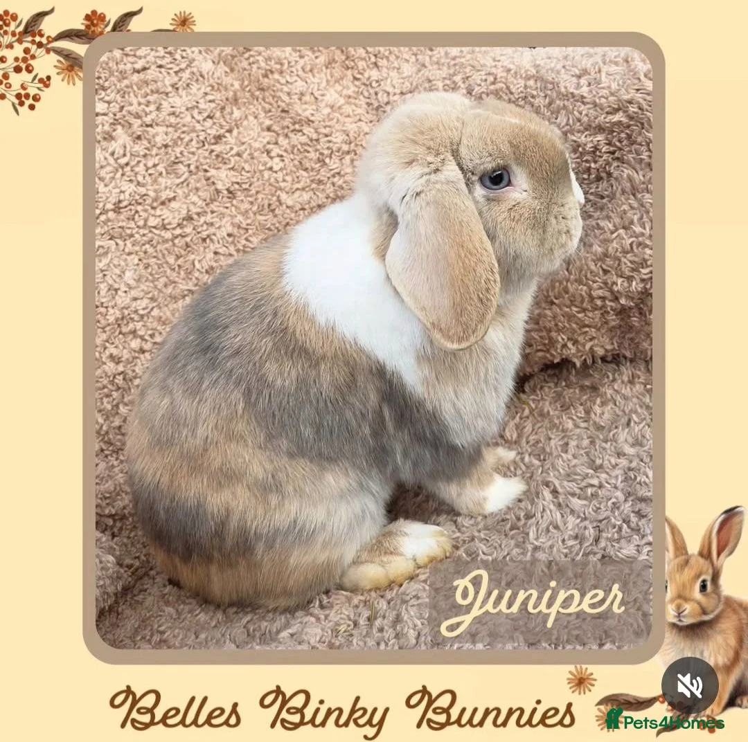 Mini Lop rabbits for sale: 🌷Juniper 🌷 Friendly, Affectionate, Loving Boy 🌷 - Advert 2