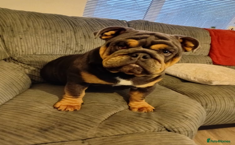 English Bulldog dogs - Advert 14