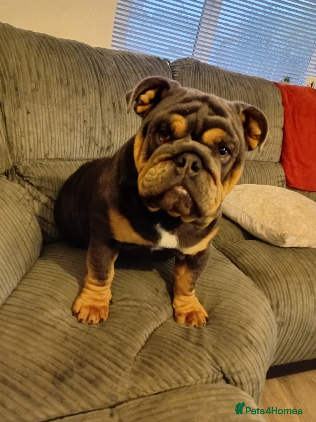English Bulldog dogs for sale: English bulldog  - Image 1