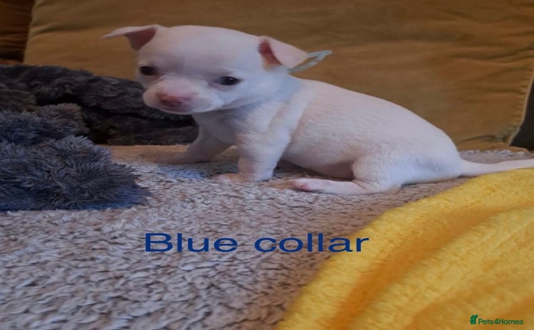 Chihuahua dogs - Advert 2