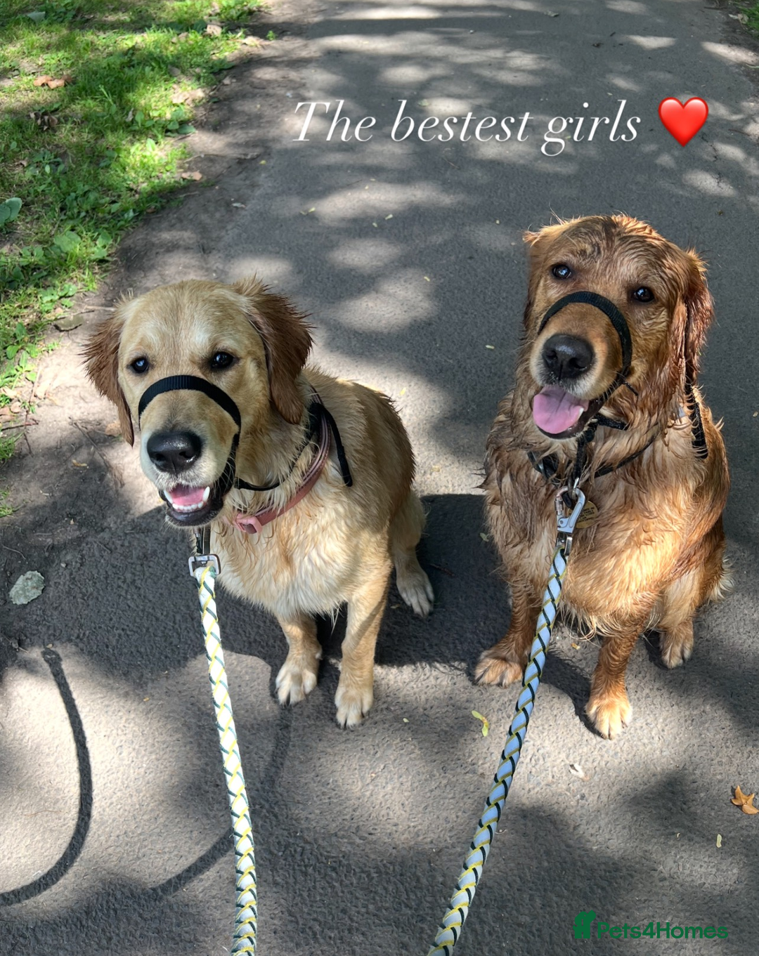 Golden Retriever dogs for sale: Best of Breed Golden Retrievers - Advert 11