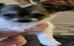 Chihuahua dogs for stud: Stud long haired white Chihuahua  in Coatbridge - Image 33