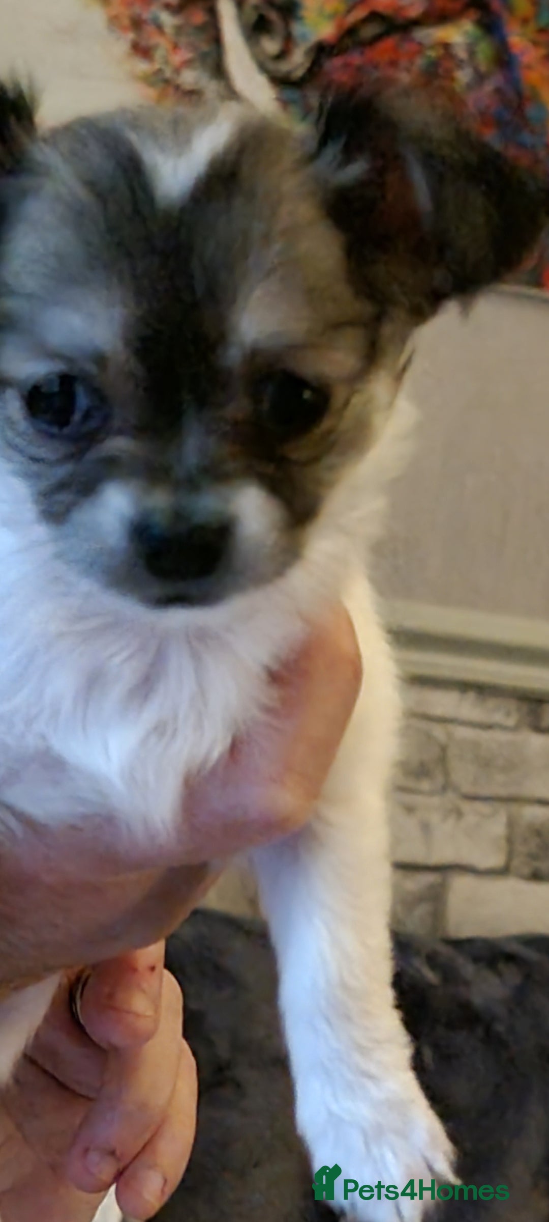 Chihuahua dogs for stud: Stud long haired white Chihuahua  in Coatbridge - Image 33
