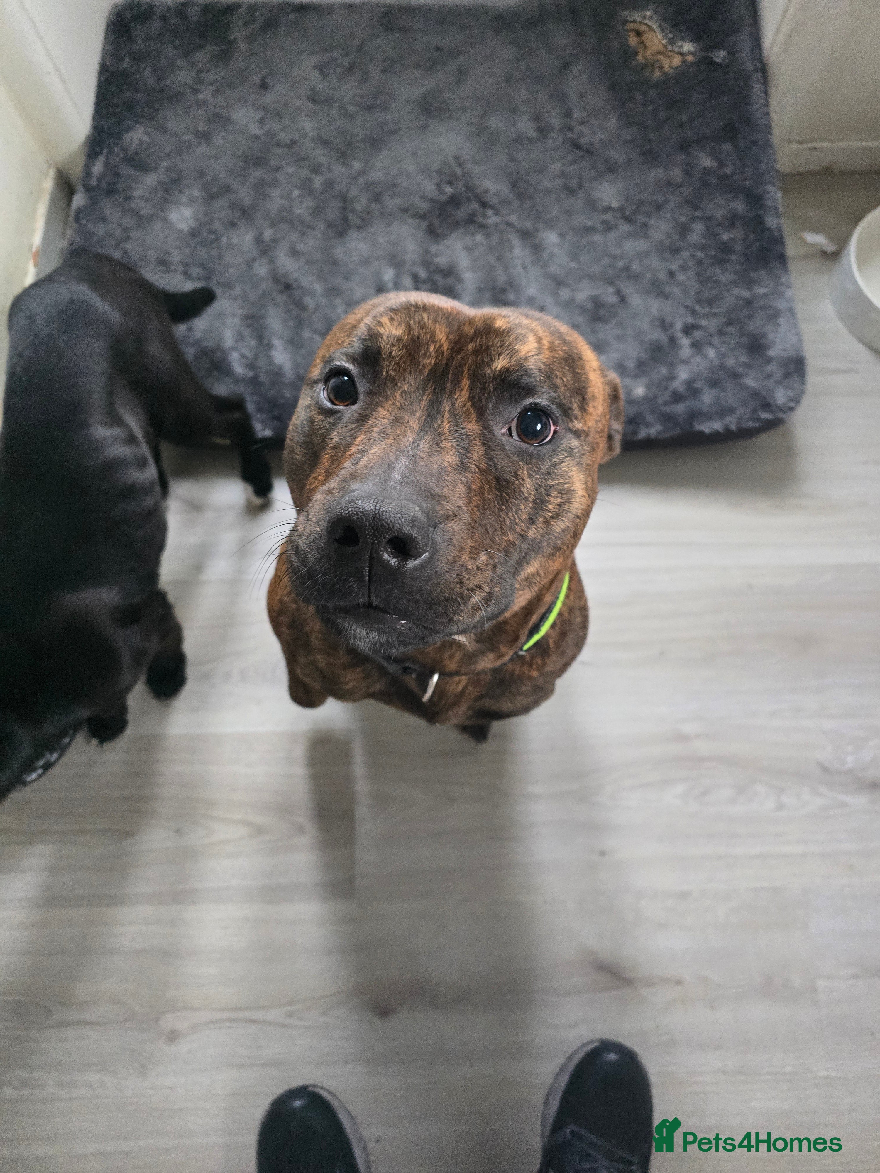 Staffordshire Bull Terrier dogs 3 year old staff - Advert 1