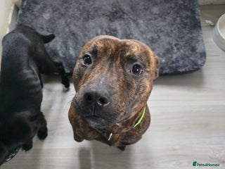 Staffordshire Bull Terrier dogs 3 year old staff - Advert 1